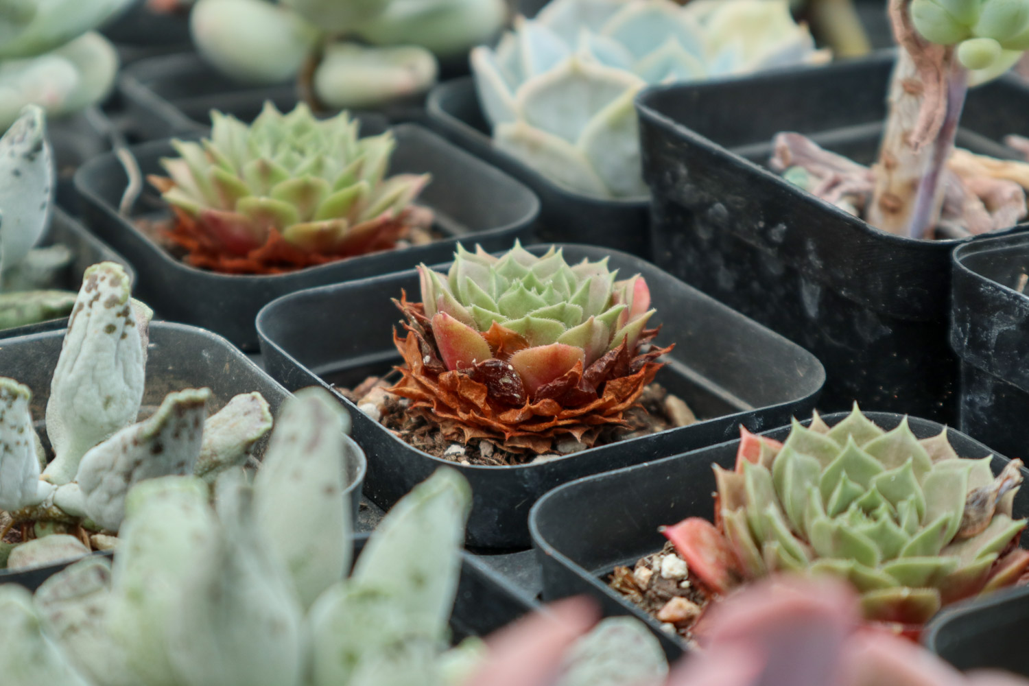 夏季多肉吊着养，分分钟爆盆成瀑布，比露养还强！