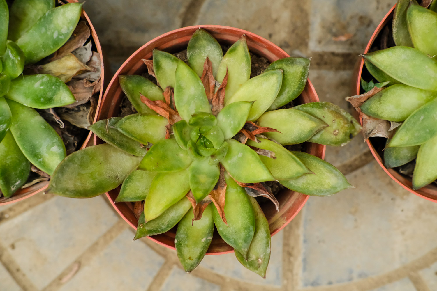 夏季多肉吊着养，分分钟爆盆成瀑布，比露养还强！