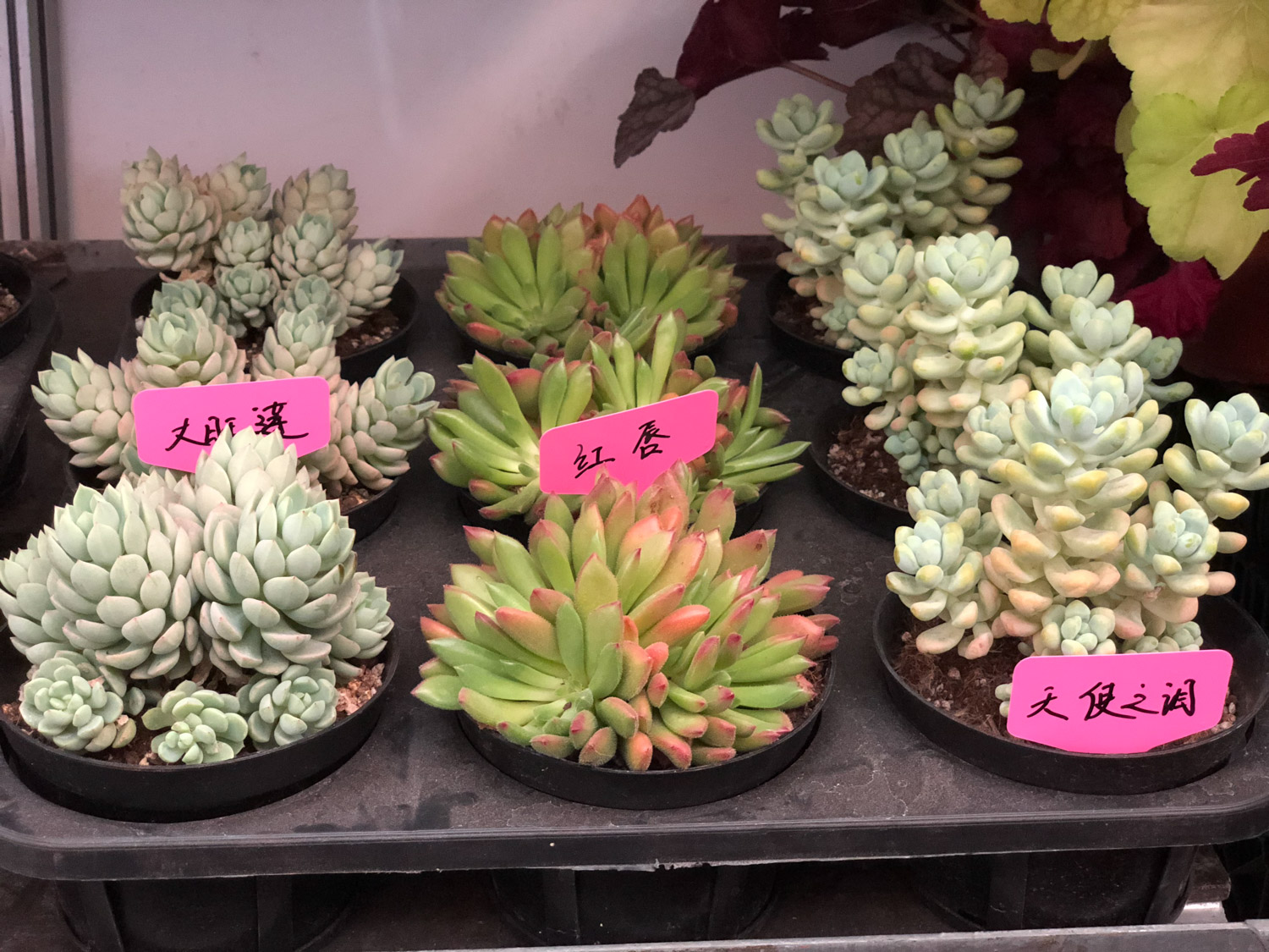 夏季多肉吊着养，分分钟爆盆成瀑布，比露养还强！