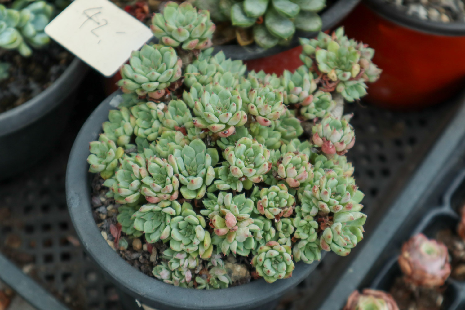 夏季多肉吊着养，分分钟爆盆成瀑布，比露养还强！