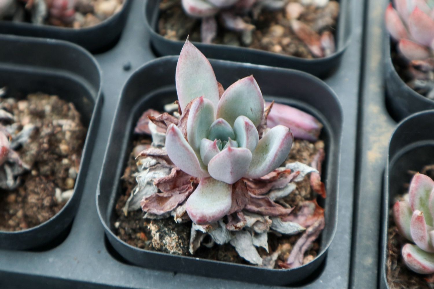 夏季多肉吊着养，分分钟爆盆成瀑布，比露养还强！