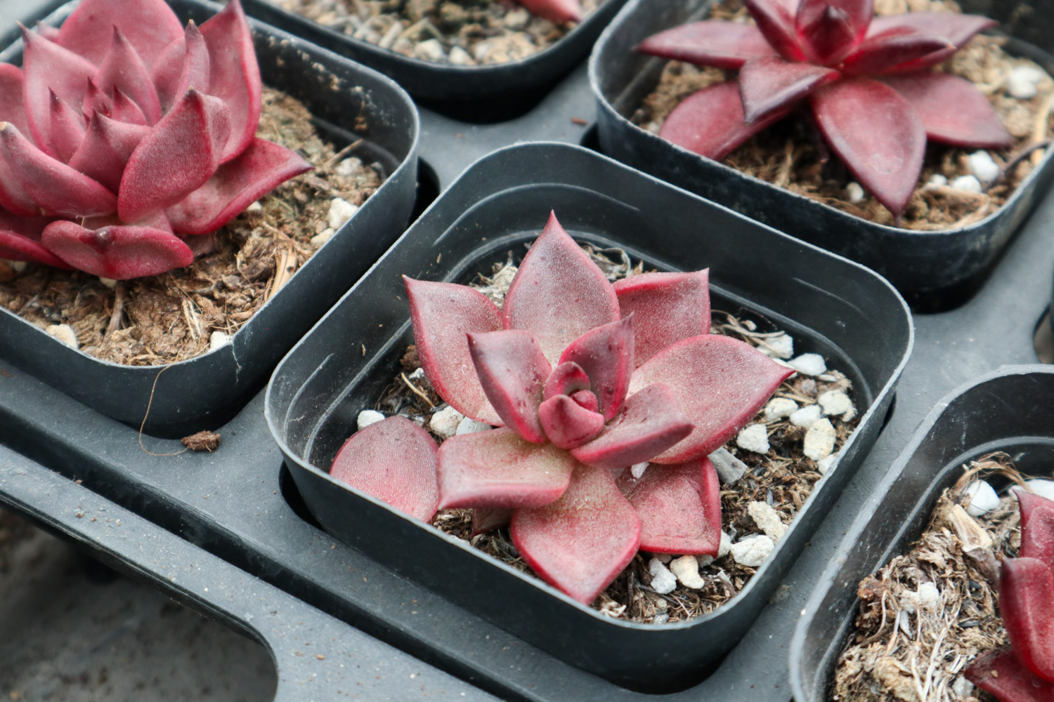 夏季多肉吊着养，分分钟爆盆成瀑布，比露养还强！