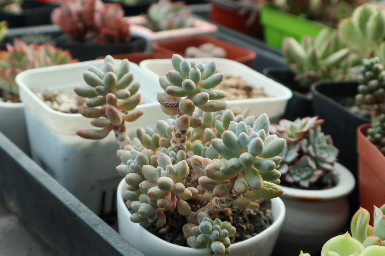 夏季多肉吊着养，分分钟爆盆成瀑布，比露养还强！