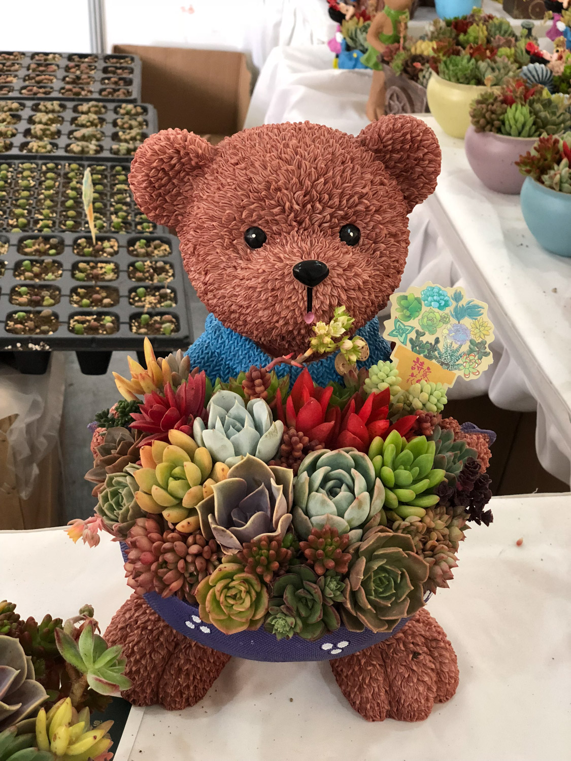 夏季多肉吊着养，分分钟爆盆成瀑布，比露养还强！