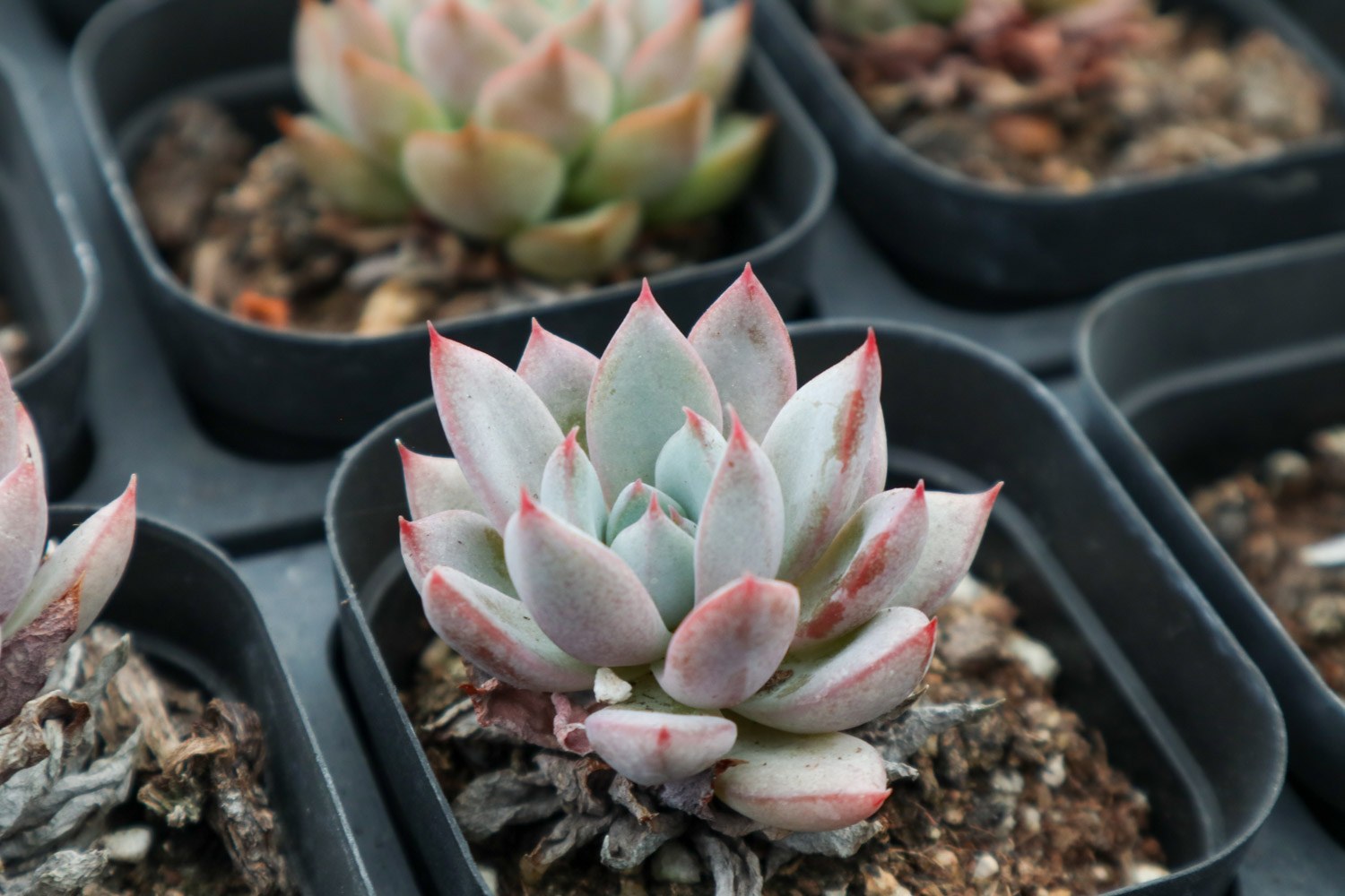 夏季多肉吊着养，分分钟爆盆成瀑布，比露养还强！