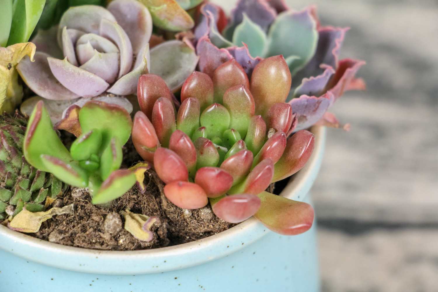 夏季多肉吊着养，分分钟爆盆成瀑布，比露养还强！