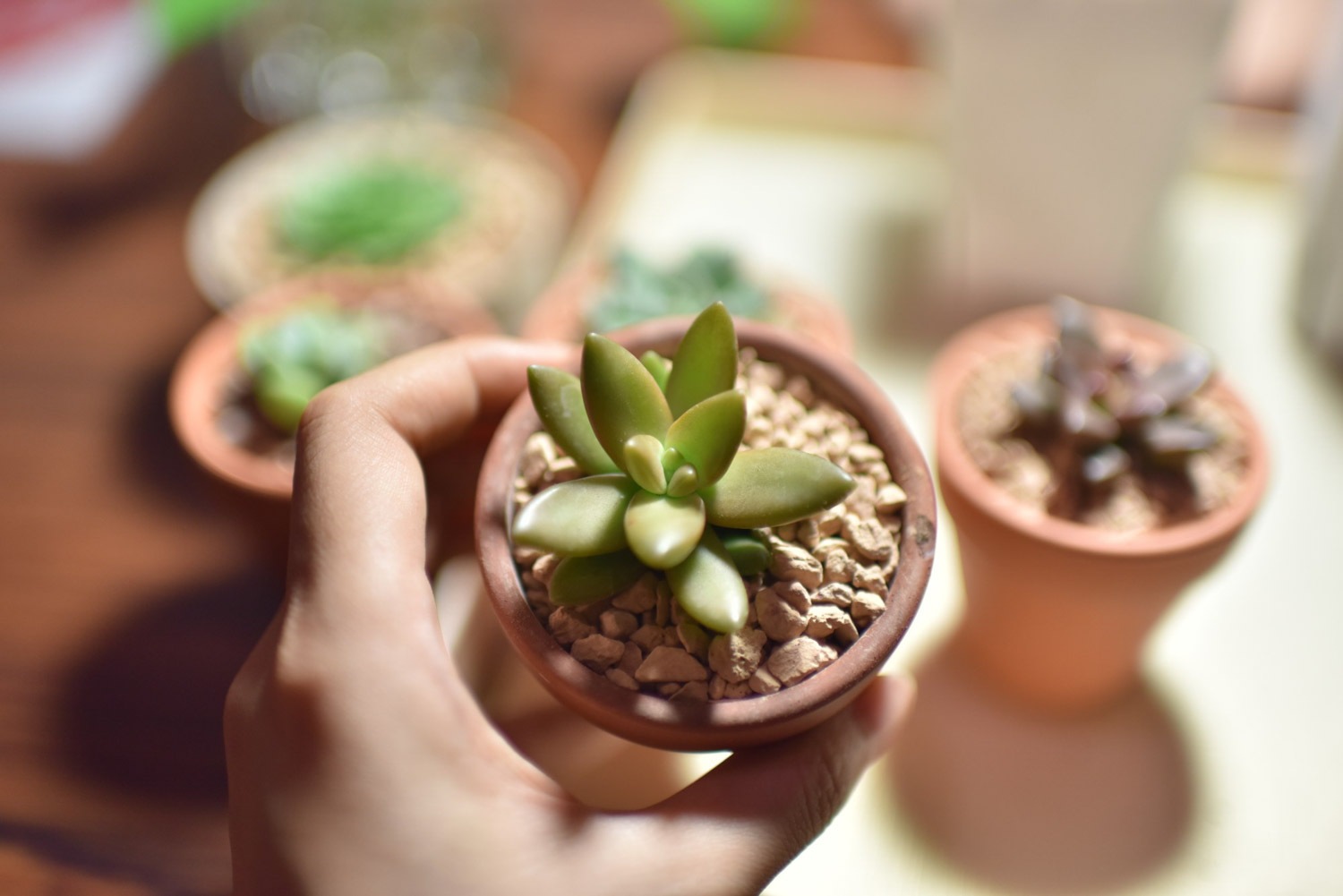 夏季多肉吊着养，分分钟爆盆成瀑布，比露养还强！