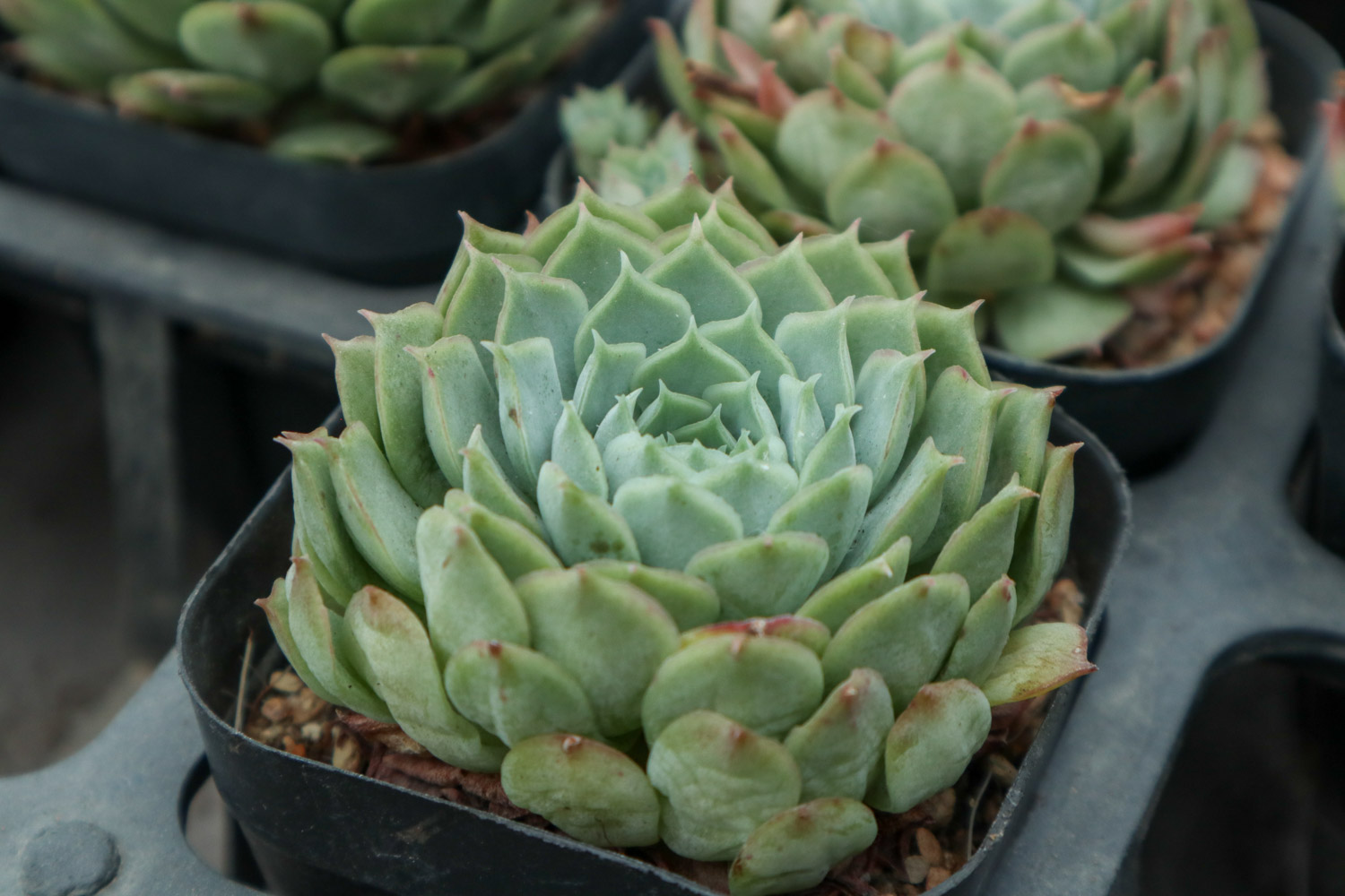 夏季多肉吊着养，分分钟爆盆成瀑布，比露养还强！