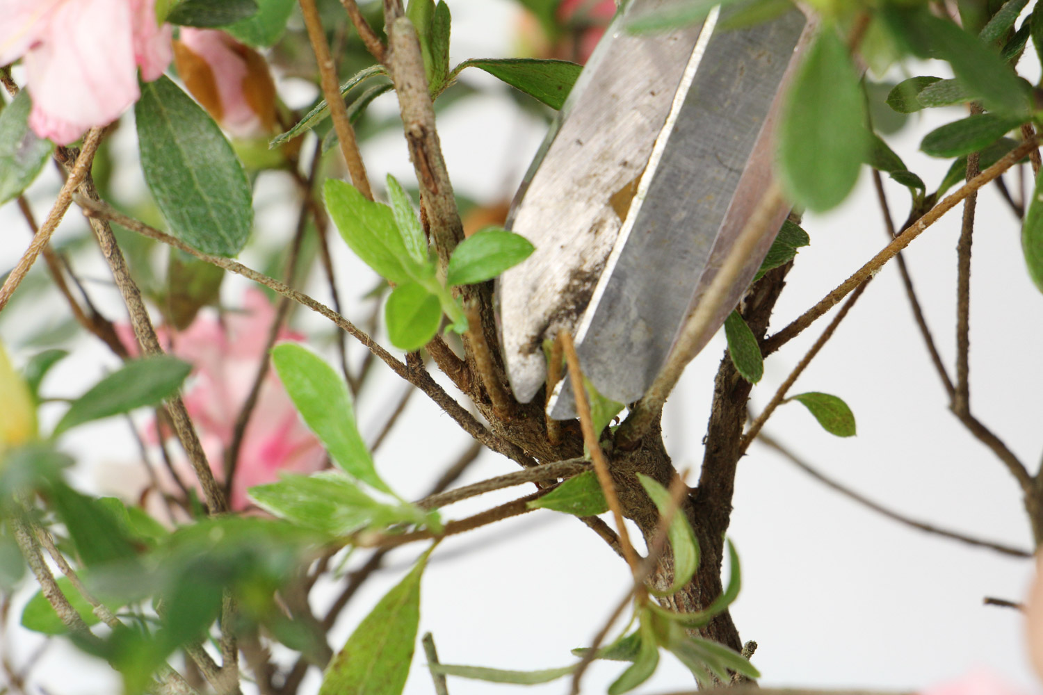 杜鹃花如何修剪成盆景，杜鹃花盆景如何修剪