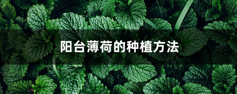 阳台薄荷的种植办法