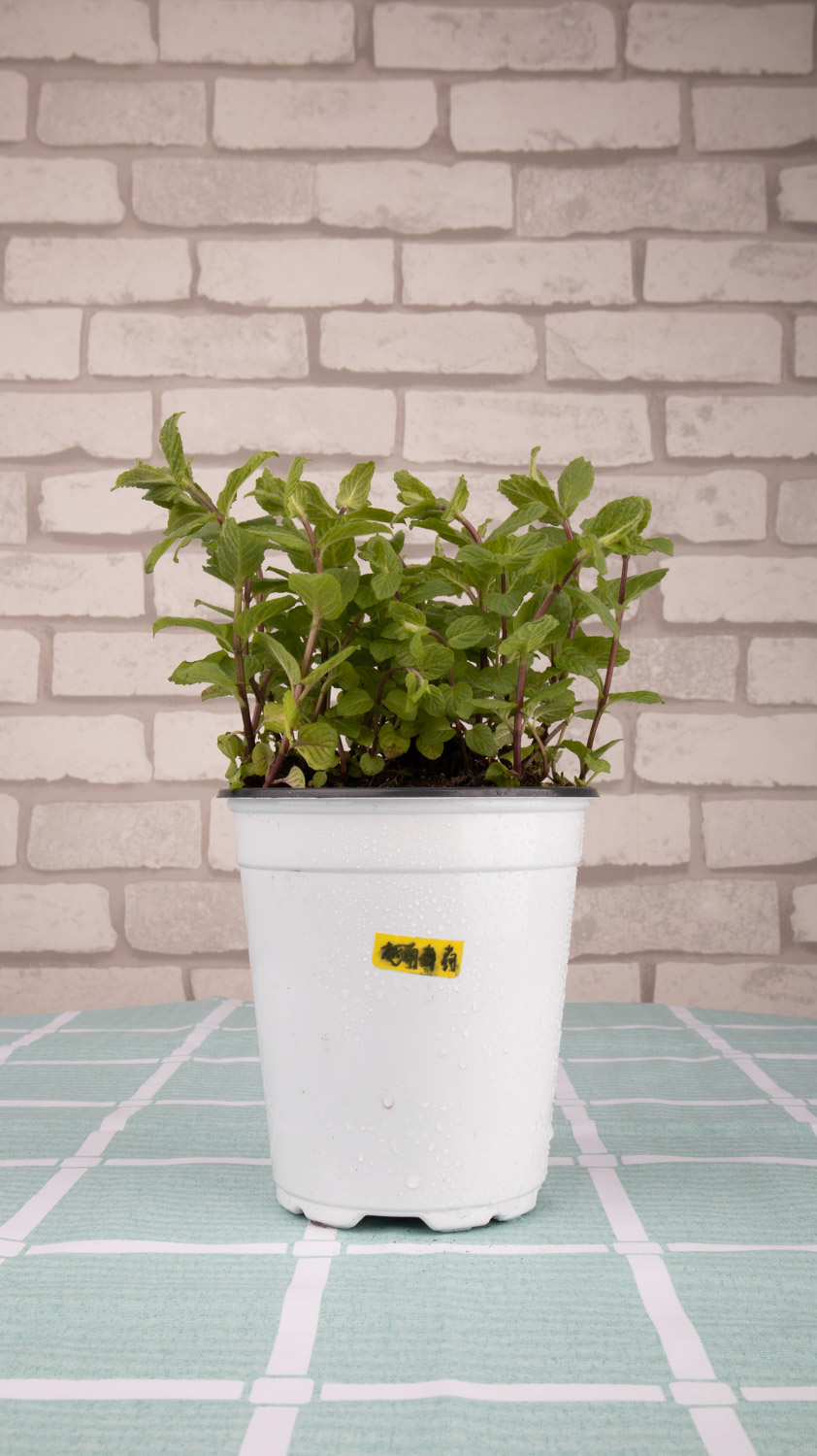 阳台薄荷的种植办法