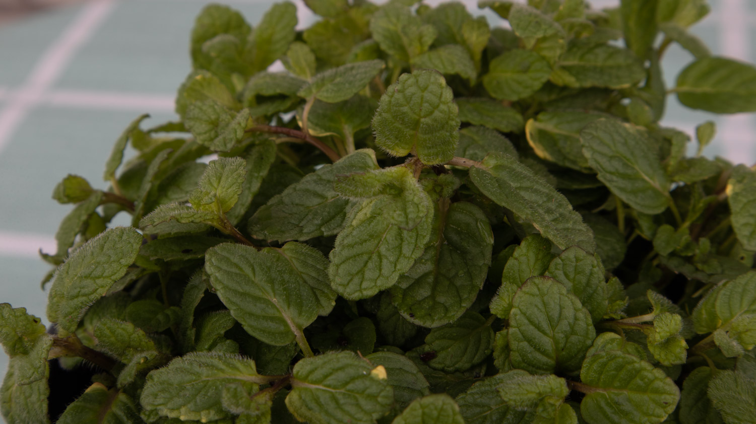 阳台薄荷的种植办法