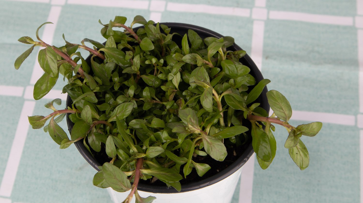 阳台薄荷的种植办法