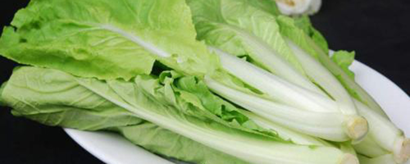 阳台小白菜的种植办法