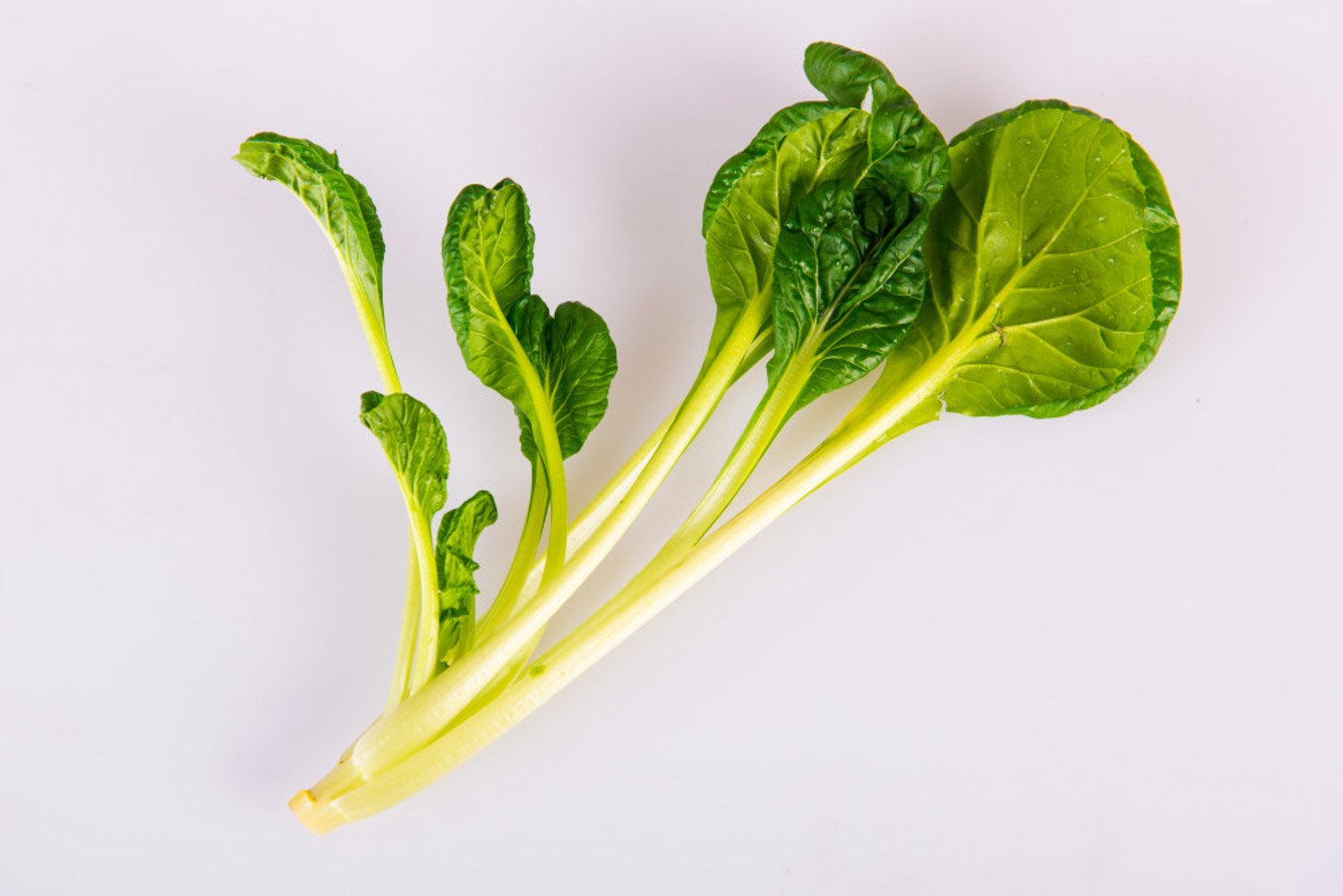 阳台小白菜的种植办法