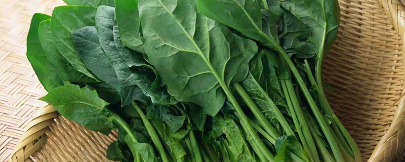 阳台菠菜如何种