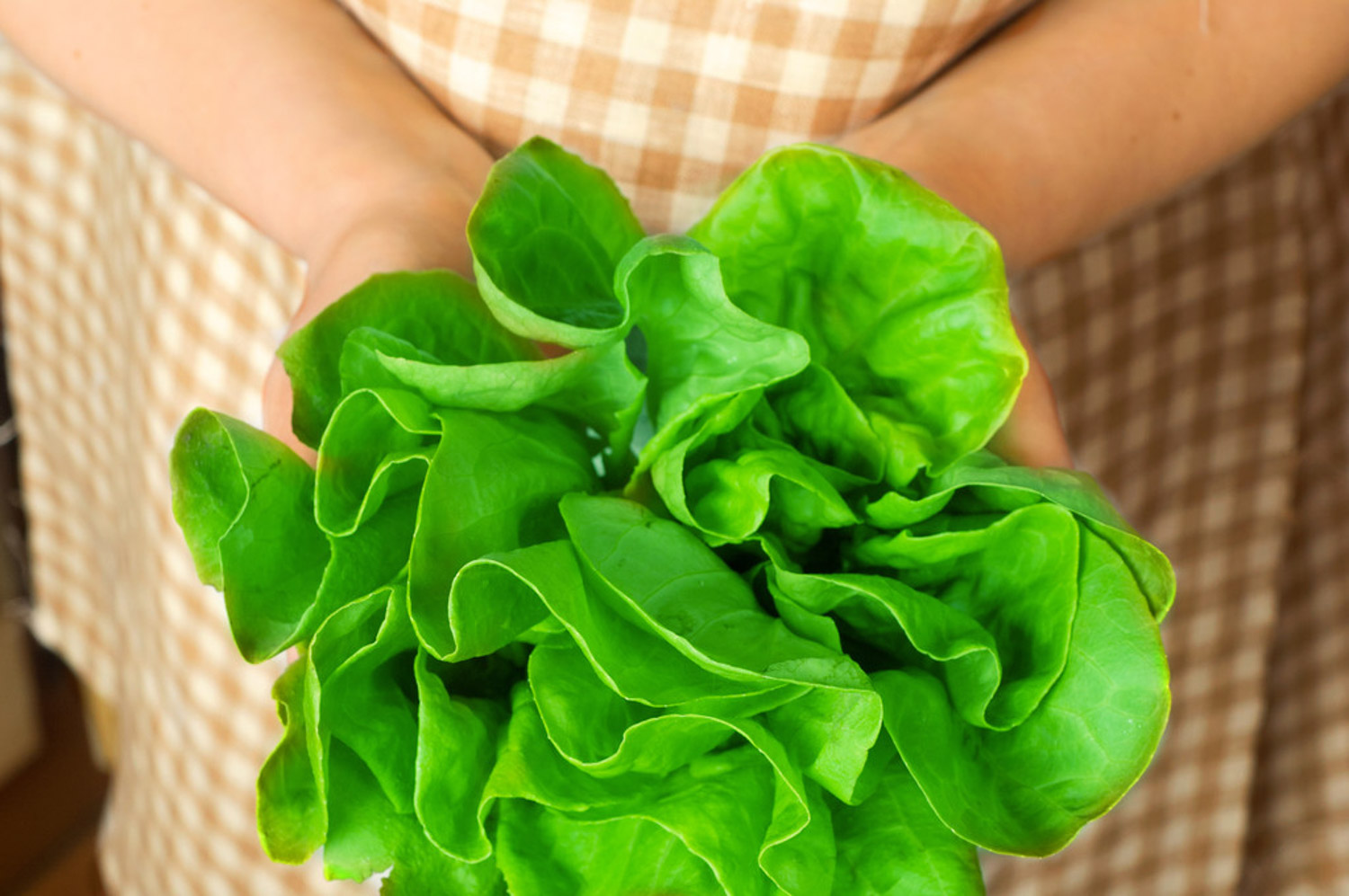 阳台菠菜如何种