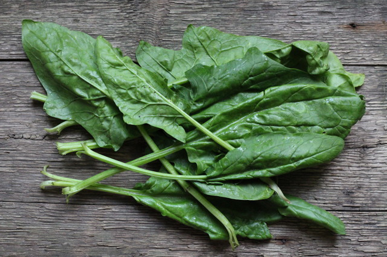 阳台菠菜如何种