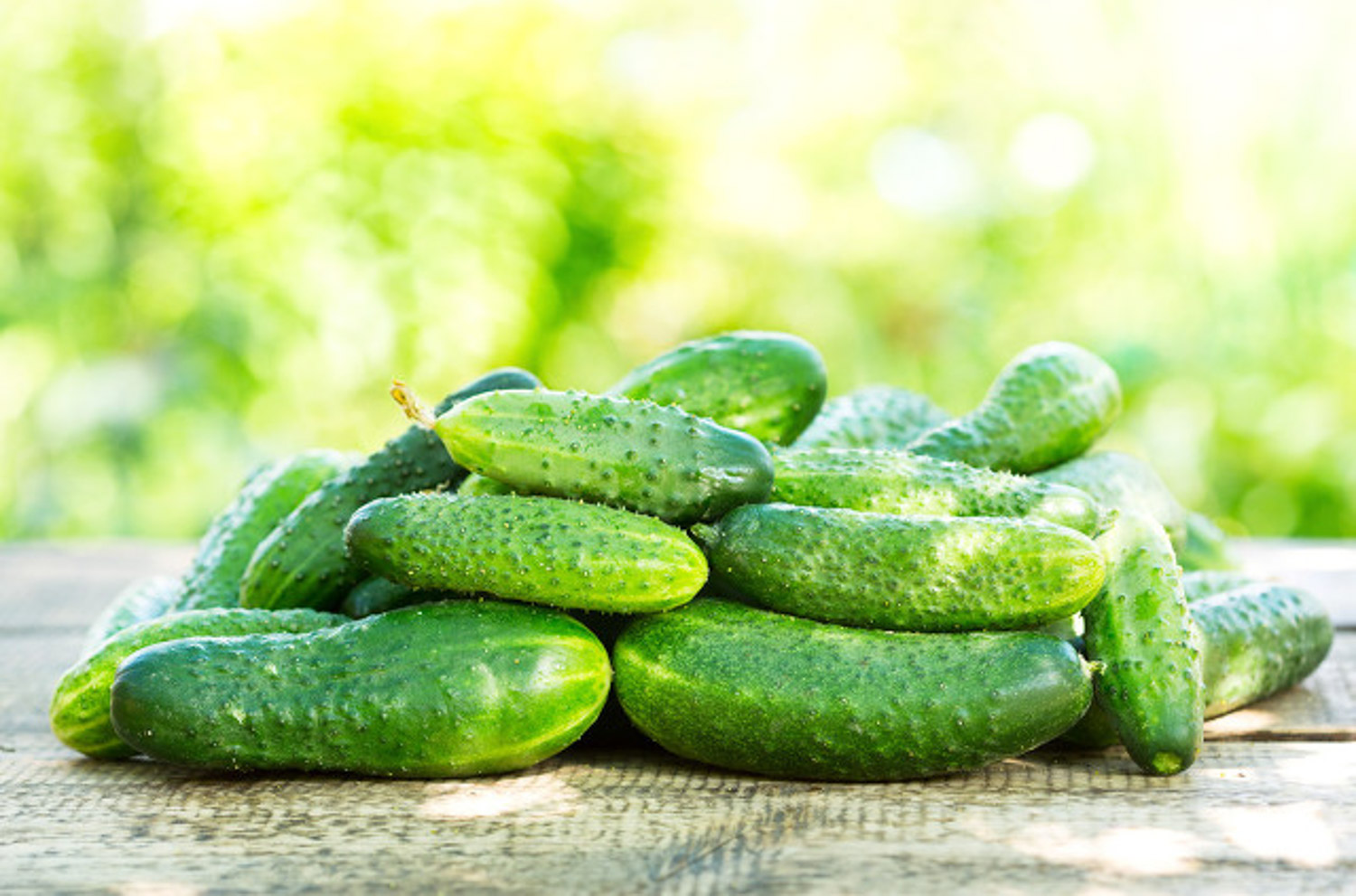 阳台黄瓜的种植办法