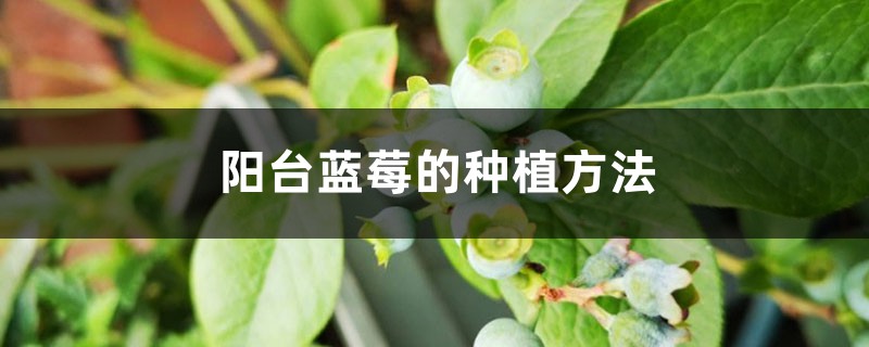 阳台蓝莓的种植办法