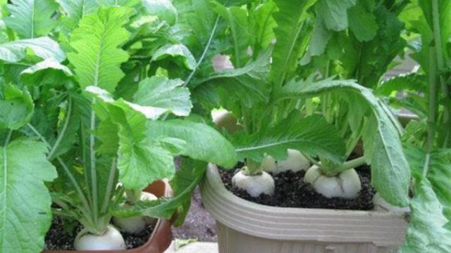 阳台萝卜菜的种植办法