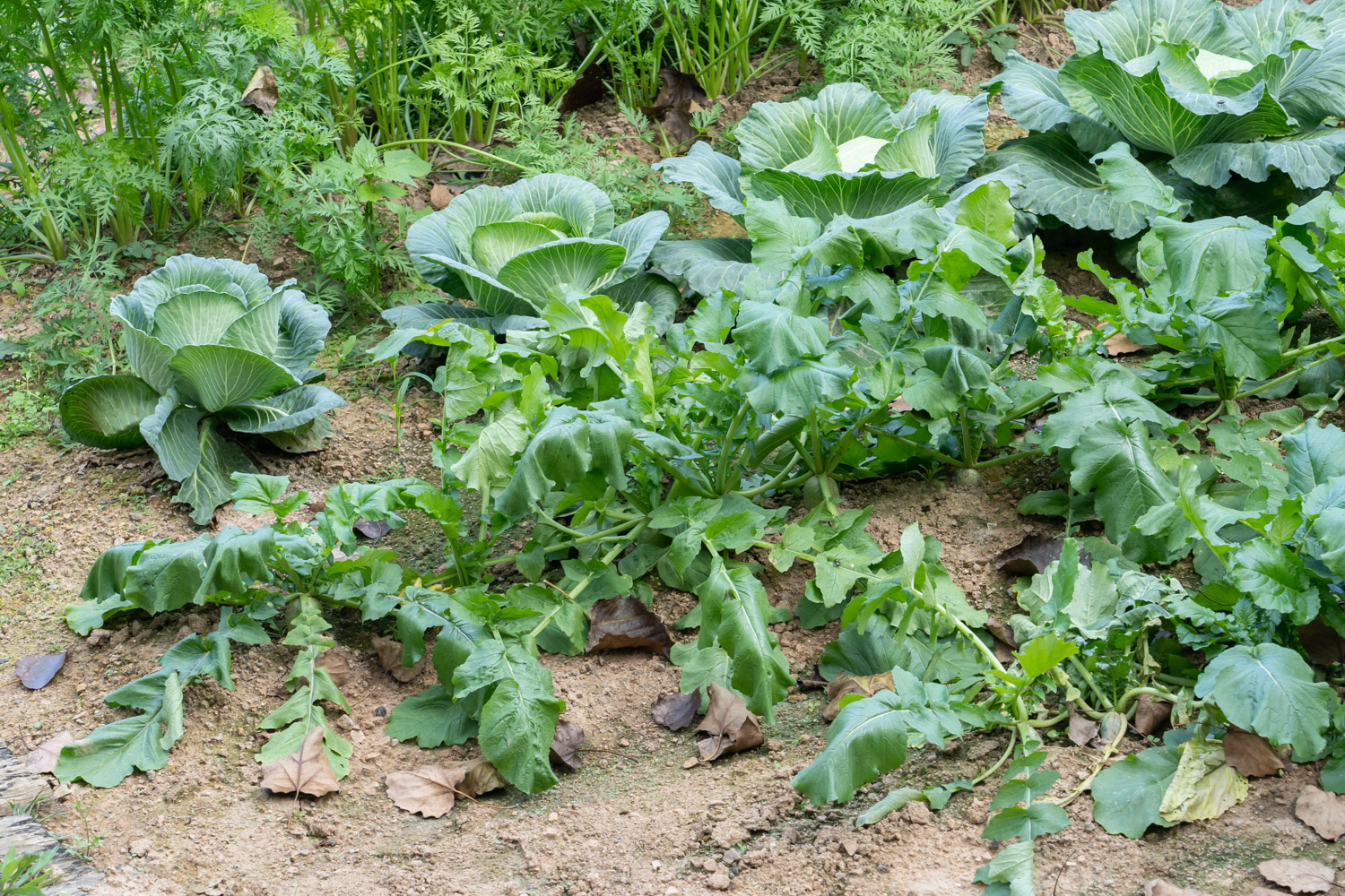 阳台萝卜菜的种植办法