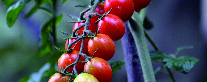 阳台圣女果的种植办法
