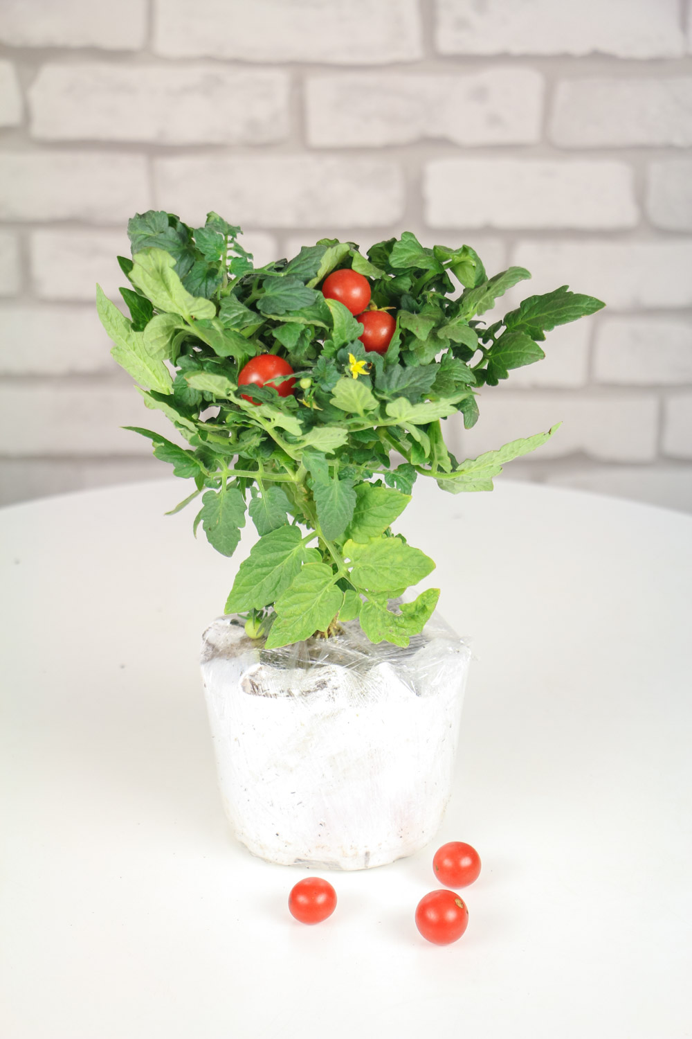 阳台圣女果的种植办法