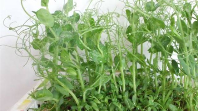 阳台豌豆的种植办法