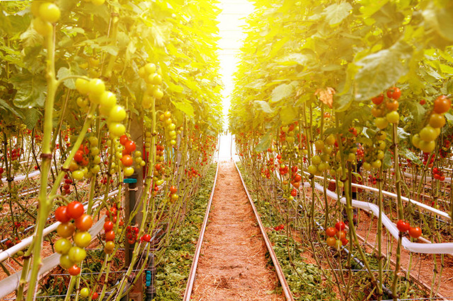 阳台西红柿的种植步骤