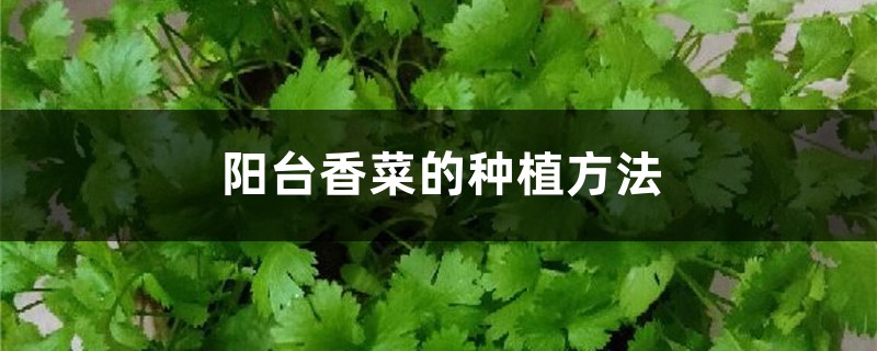 阳台香菜的种植办法