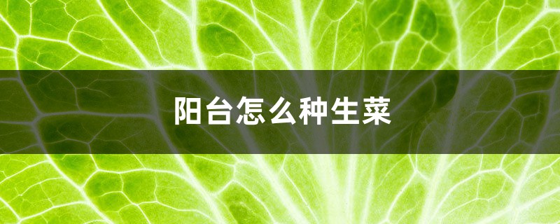 阳台如何种生菜