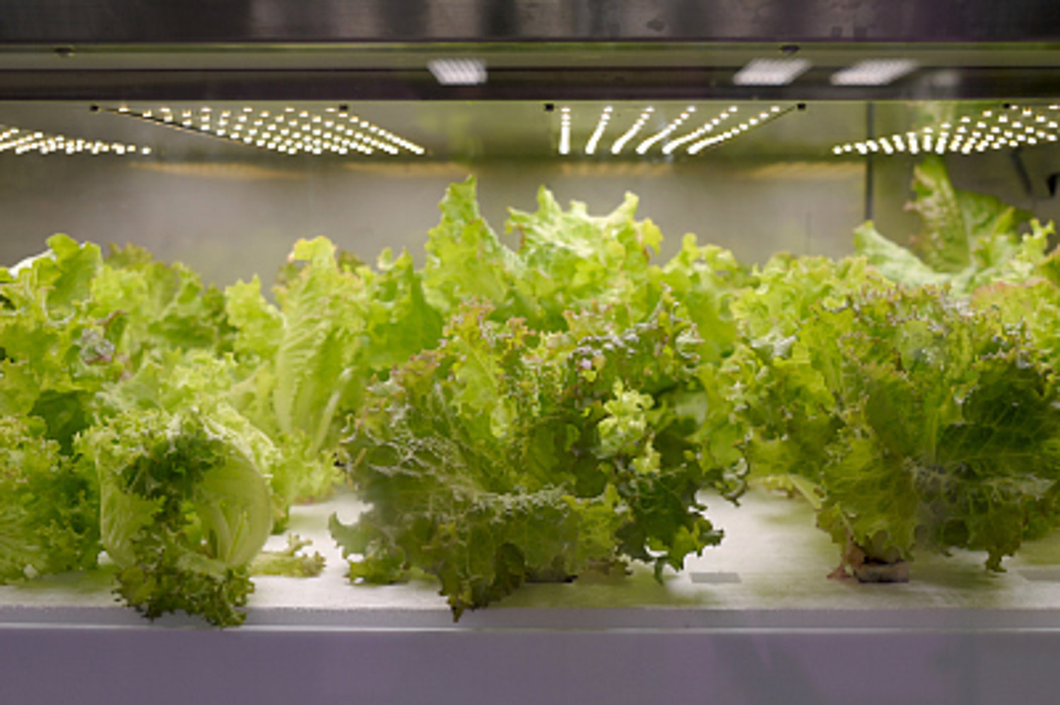 阳台如何种生菜