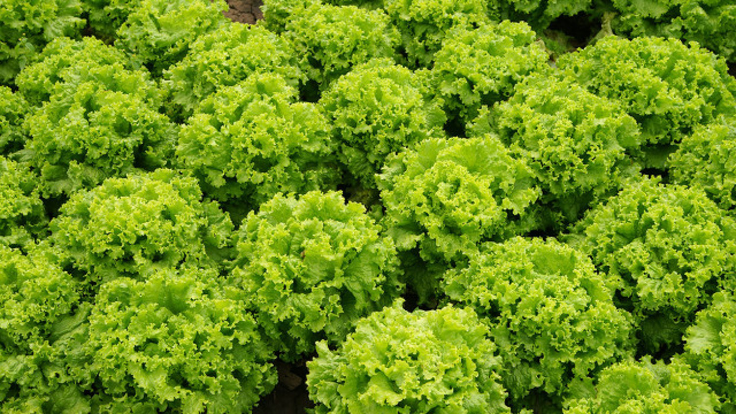 阳台如何种生菜