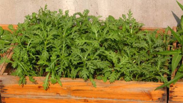 阳台如何种茼蒿