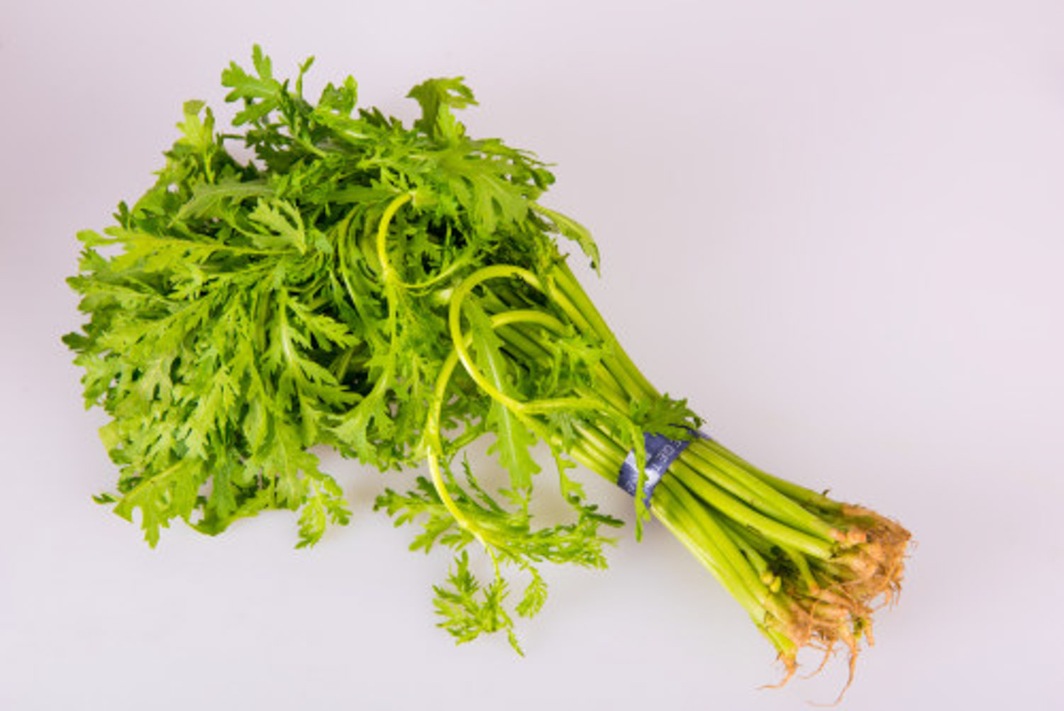 阳台如何种茼蒿