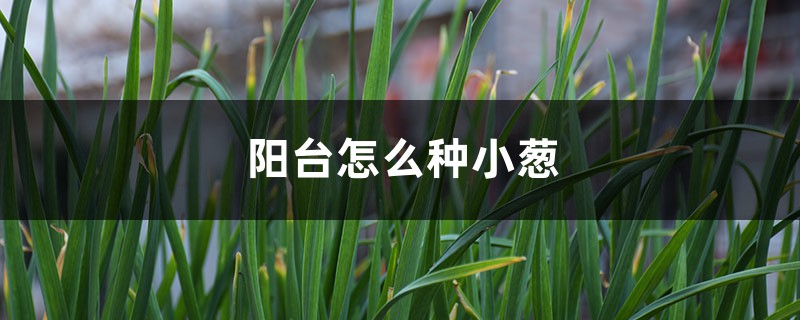 阳台如何种小葱
