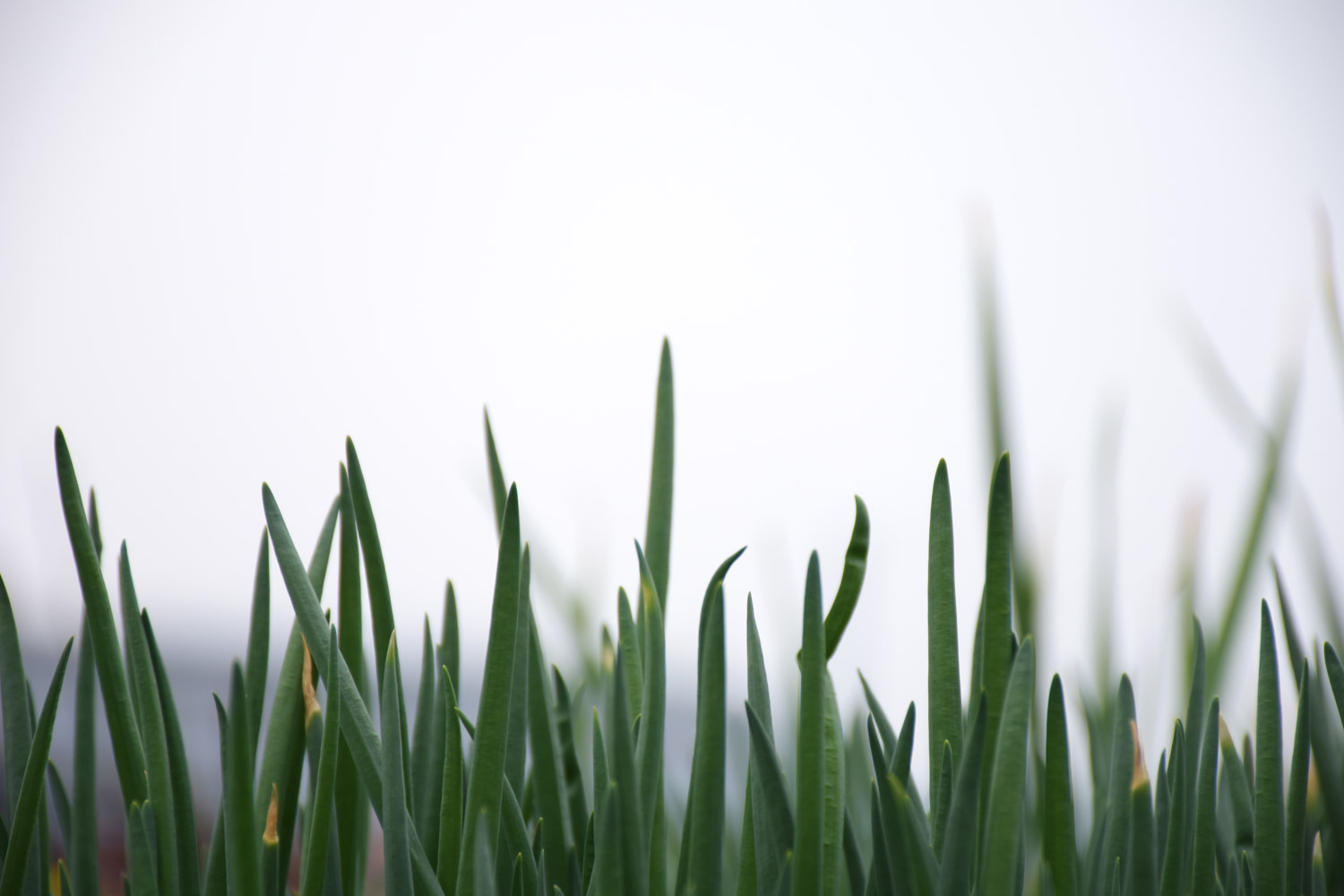 阳台如何种小葱