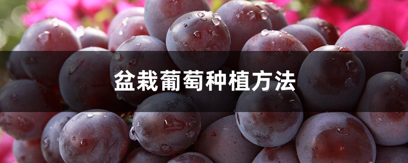 盆栽葡萄种植办法