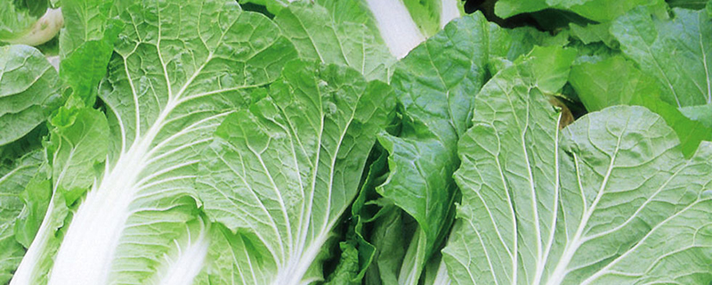 阳台种菜如何选到好种好苗