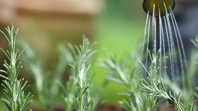 阳台种菜如何浇水