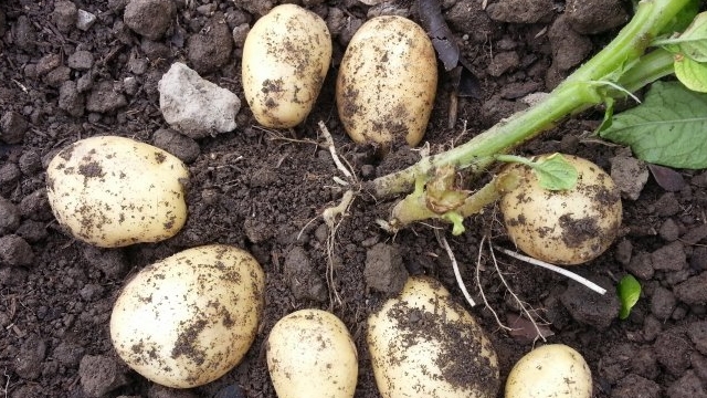 阳台土豆的种植办法