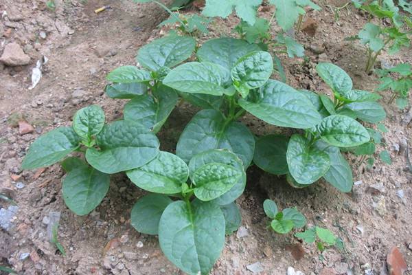 我把这8种菜种进花盆，一个冬季没买菜