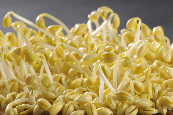 视频小教程：在家如何生豆芽