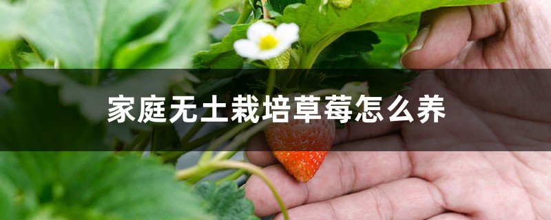 家庭无土栽培草莓如何养