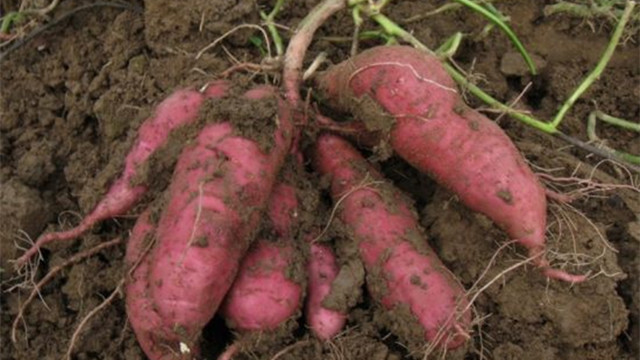 阳台种红薯的办法