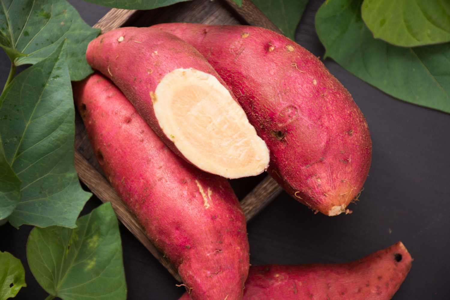 阳台种红薯的办法