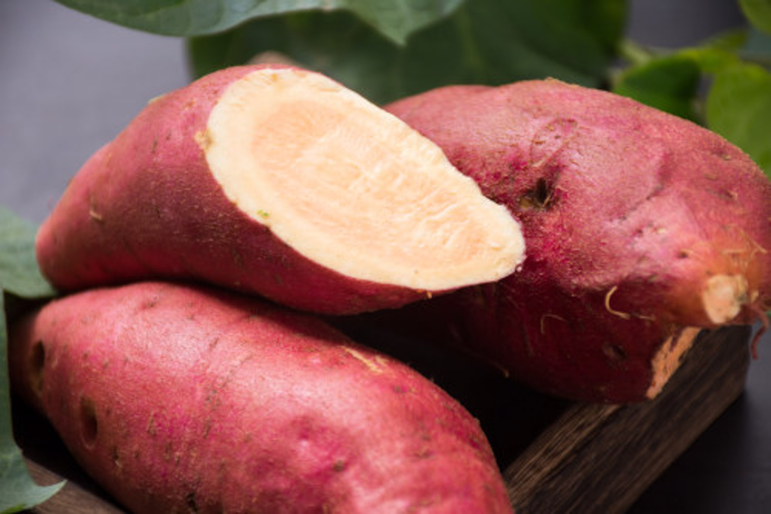 阳台种红薯的办法