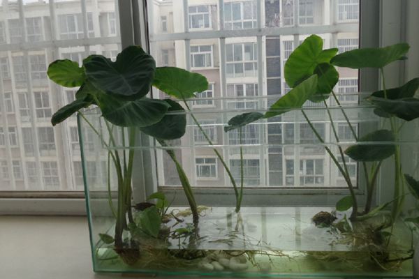 家庭种植芋头的办法