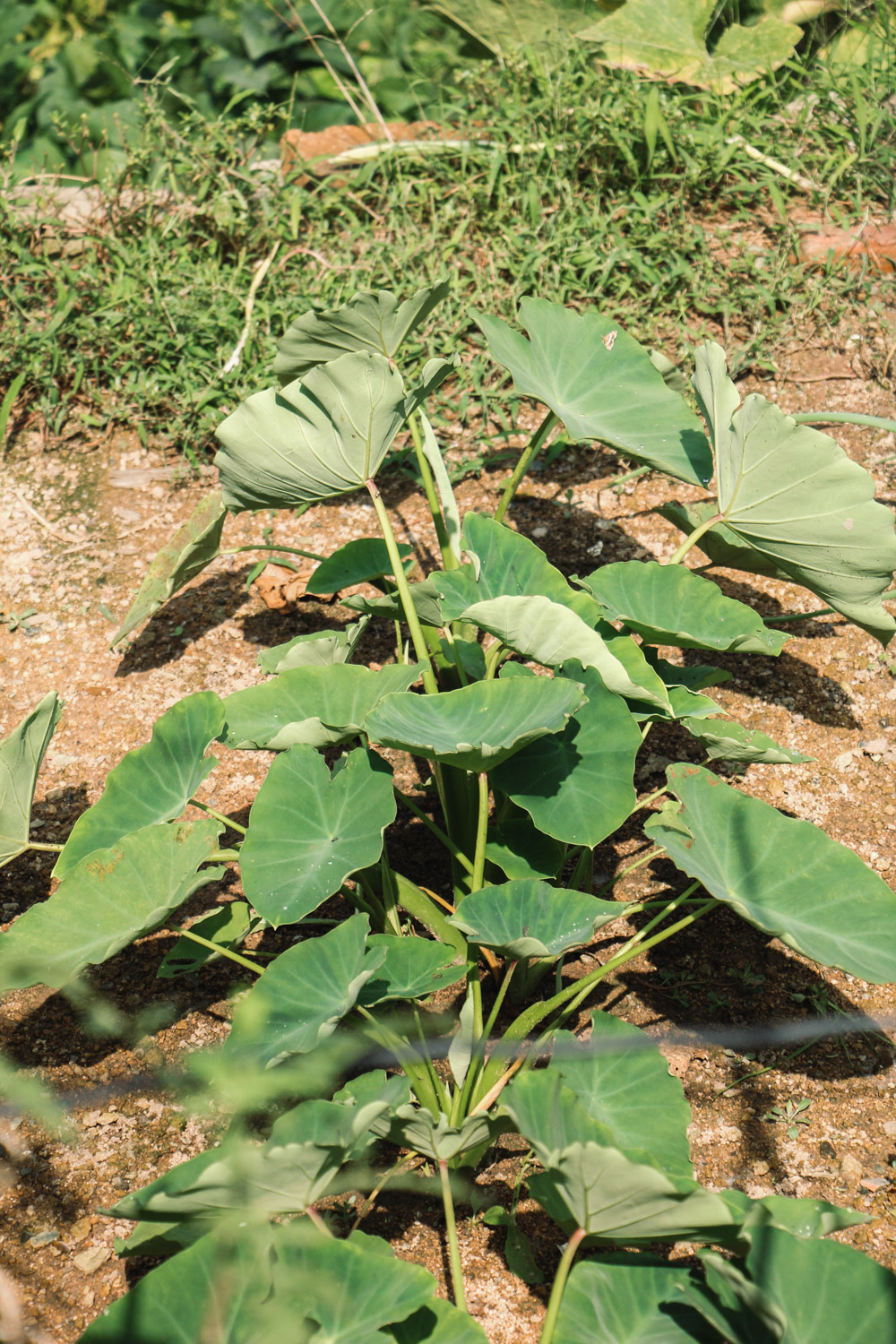 家庭种植芋头的办法